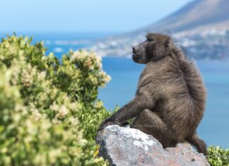 baboon bonds
