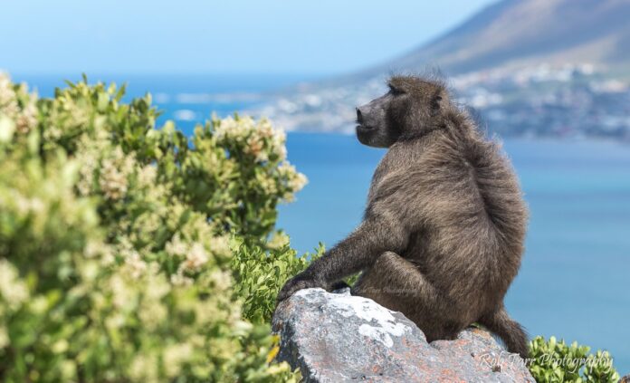 Baboons Cape Town Western Cape