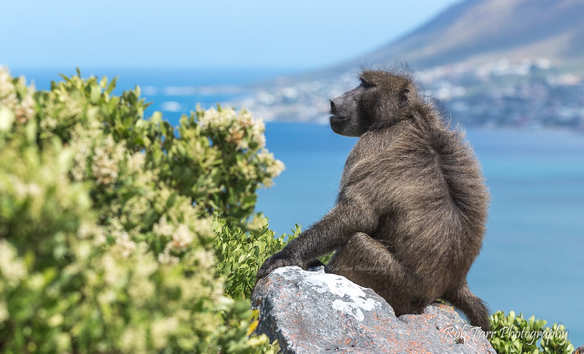 Baboons Belong... Just Not In Town - SA People