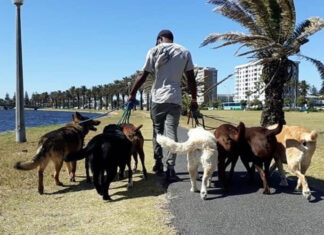 Kevin Ilunga Nkongolo walks dogs in Milnerton. Photos provided by Karen Louise Fletcher