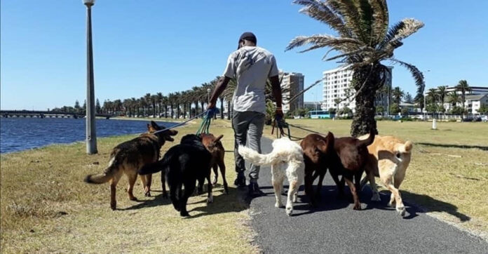 life death dog whisperer cape town Kevin Ilunga Nkongolo walks dogs in Milnerton. Photos provided by Karen Louise Fletcher