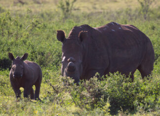 radioactive rhino horn deter poachers