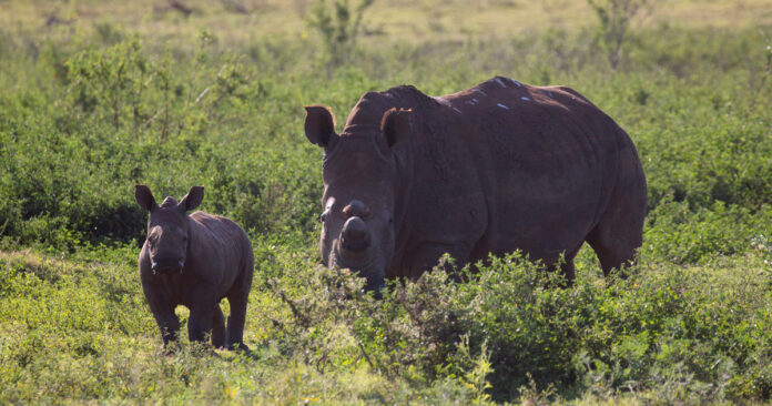 radioactive rhino horn deter poachers