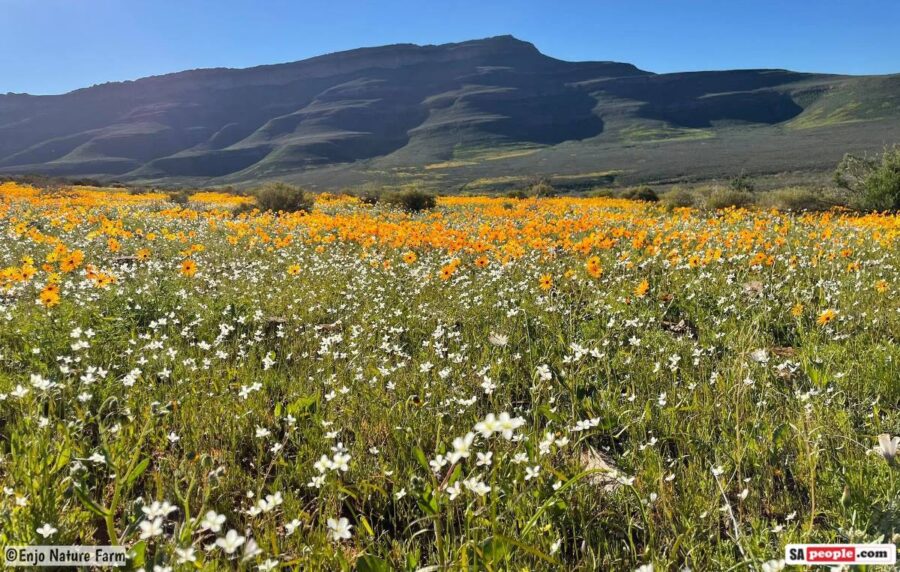 South Africa wildflowers