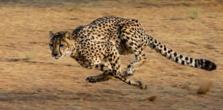cheetah Kruger Park