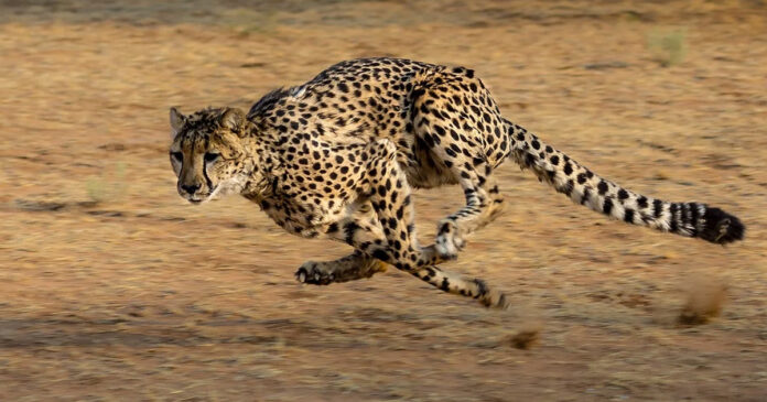 cheetah Kruger Park cheetah Kruger Park