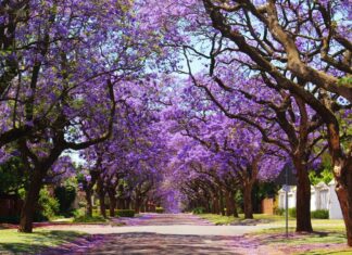 Jacaranda trees in Pretoria. Photo: Shutterstock