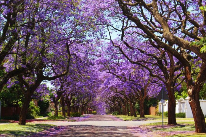 Jacaranda trees in Pretoria. Photo: Shutterstock