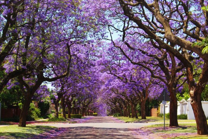 jacaranda trees thecon Jacaranda trees in Pretoria. Photo: Shutterstock