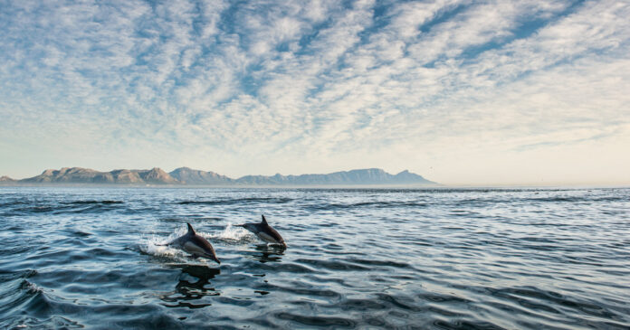 oceans-South-Africa-iStock-615397906-th African Youth Summit Launched to Protect Oceans