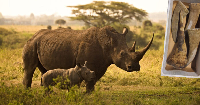 Rhino Poachers Get 105 Years Sentence in Prison Rhino Poachers Get 105 Years Sentence in Prison