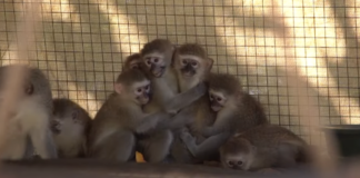 vervet monkeys carte blanche