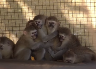 vervet monkeys carte blanche