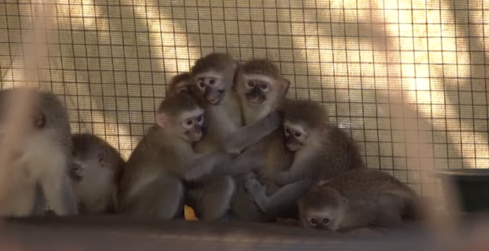 vervet monkeys carte blanche vervet monkeys carte blanche