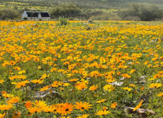 Wildflowers are already in bloom in South Africa. Photos: Enjo Nature Farm