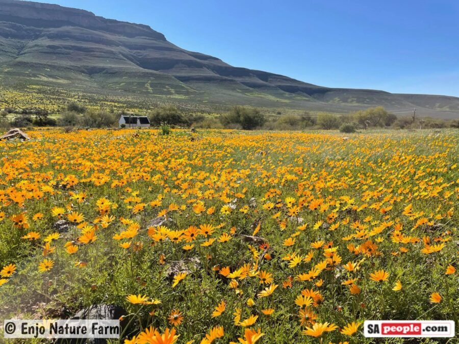 wild flowers south africa