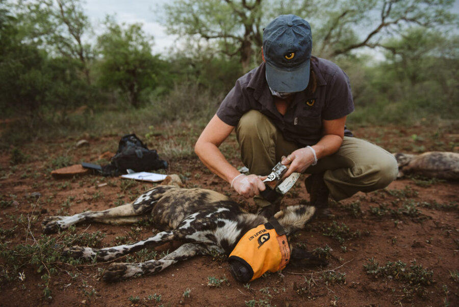 African wild dog relocation South Africa Malawi