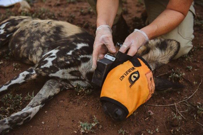 2020.11_Somkhanda_WildDogDart_CaseyPratt_Love Africa. African wild dog relocation South Africa Malawi