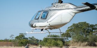 Translocations require carefully coordinated efforts, including expert flying skills.
