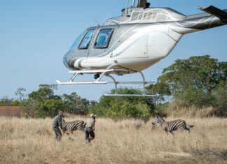 Translocations require carefully coordinated efforts, including expert flying skills.