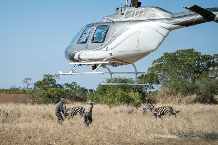 Translocations require carefully coordinated efforts, including expert flying skills. Translocations require carefully coordinated efforts, including expert flying skills.
