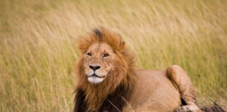 High Court grants urgent interim relief pending judgment against 2022 trophy hunting quotas