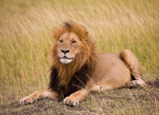 High Court grants urgent interim relief pending judgment against 2022 trophy hunting quotas