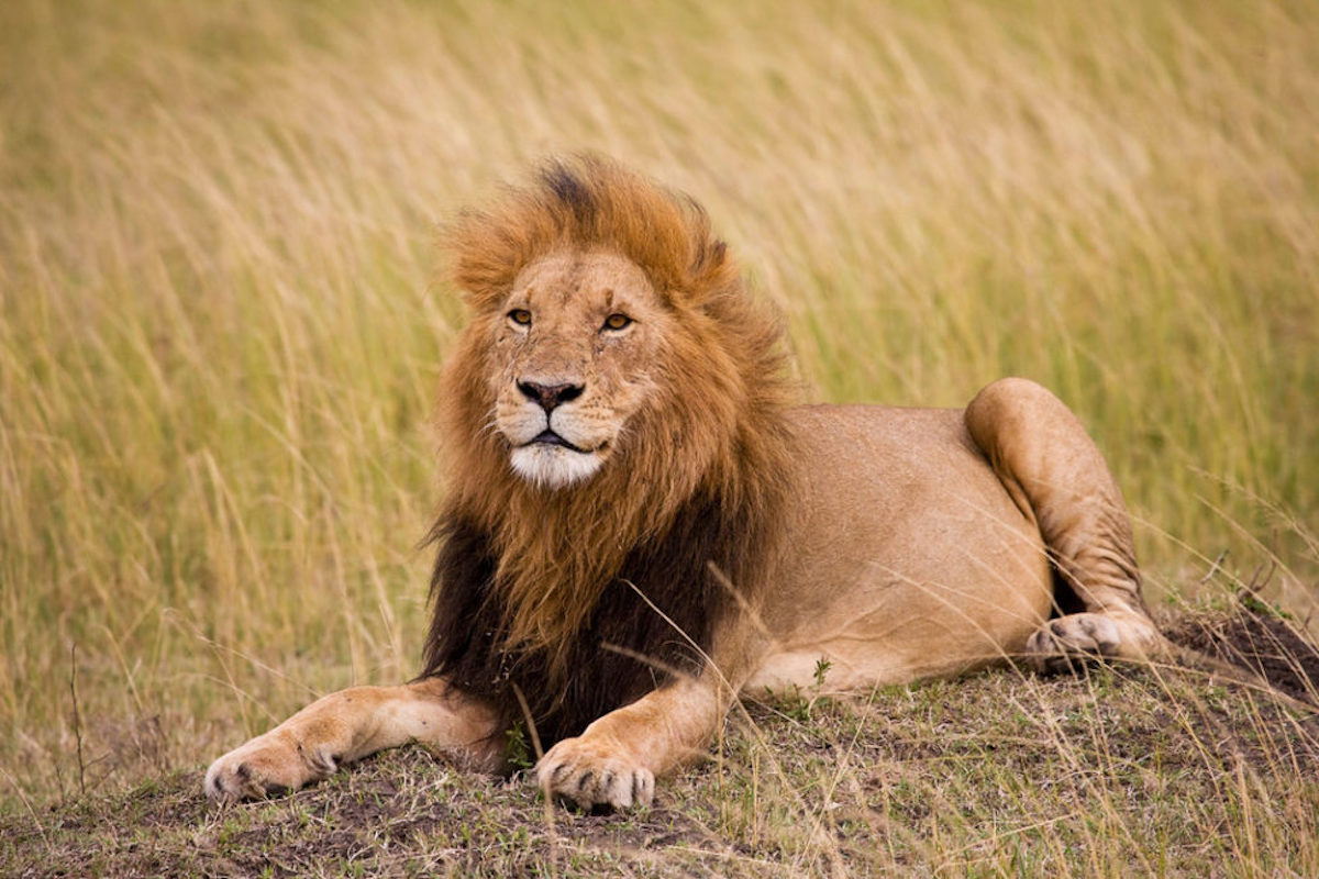 High Court grants urgent interim relief pending judgment against 2022 trophy hunting quotas