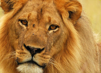 Well-Known Lion Mopane Killed by Hunters in Zimbabwe, Leaving Vulnerable Pride