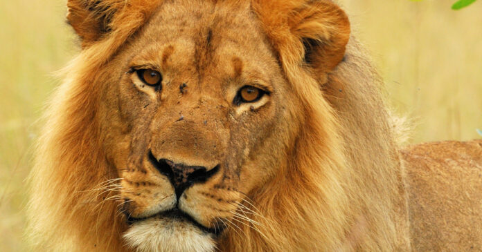 Lion-Hunter-Zimbabwe-iStock-530657443-th Well-Known Lion Mopane Killed by Hunters in Zimbabwe, Leaving Vulnerable Pride