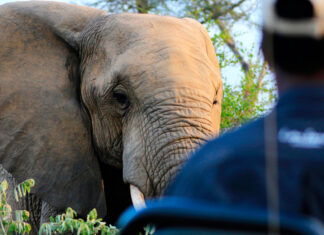 Perfect Time to Go On Safari and Help Rebuild Brighter South African Tourism