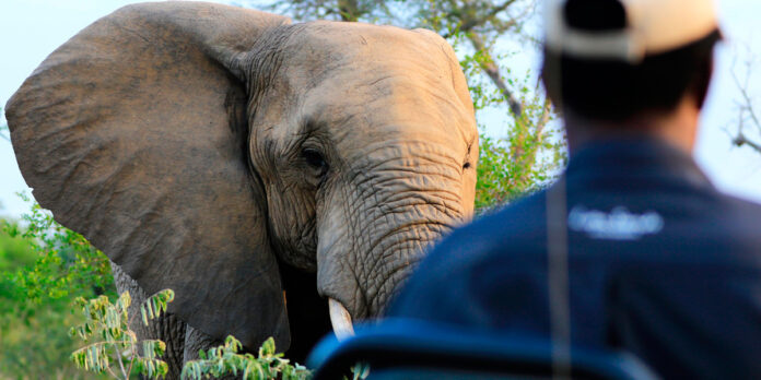 Lionsands-Game-Drive-Elephant-Captured-in-Africa-safari Perfect Time to Go On Safari and Help Rebuild Brighter South African Tourism