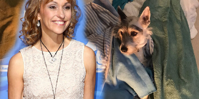 Michaela-Strachan-dogs-th-poisoned-South-Africa Dogs Poisoned by Crystal Meth in Cape Town, Reveals UK Celebrity Michaela Strachan