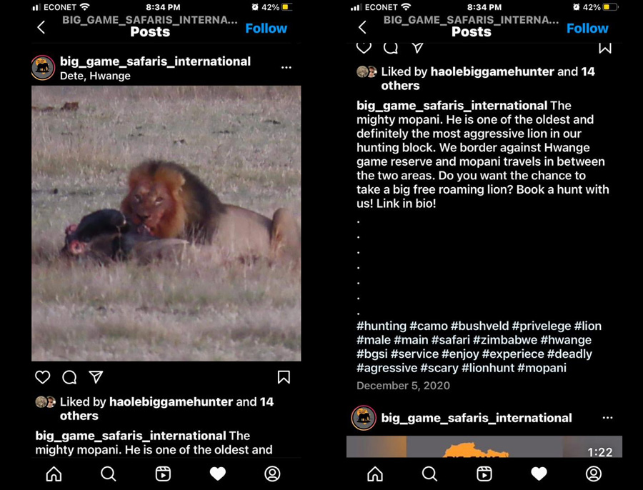 Mopani-lion-hunters-safari-hunt-advert
