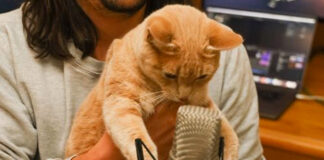 The Kiffness Creates a Cat Jams EP Which is 'Purrfect' for Sandton's SPCA