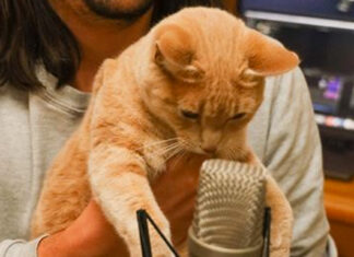 The Kiffness Creates a Cat Jams EP Which is 'Purrfect' for Sandton's SPCA