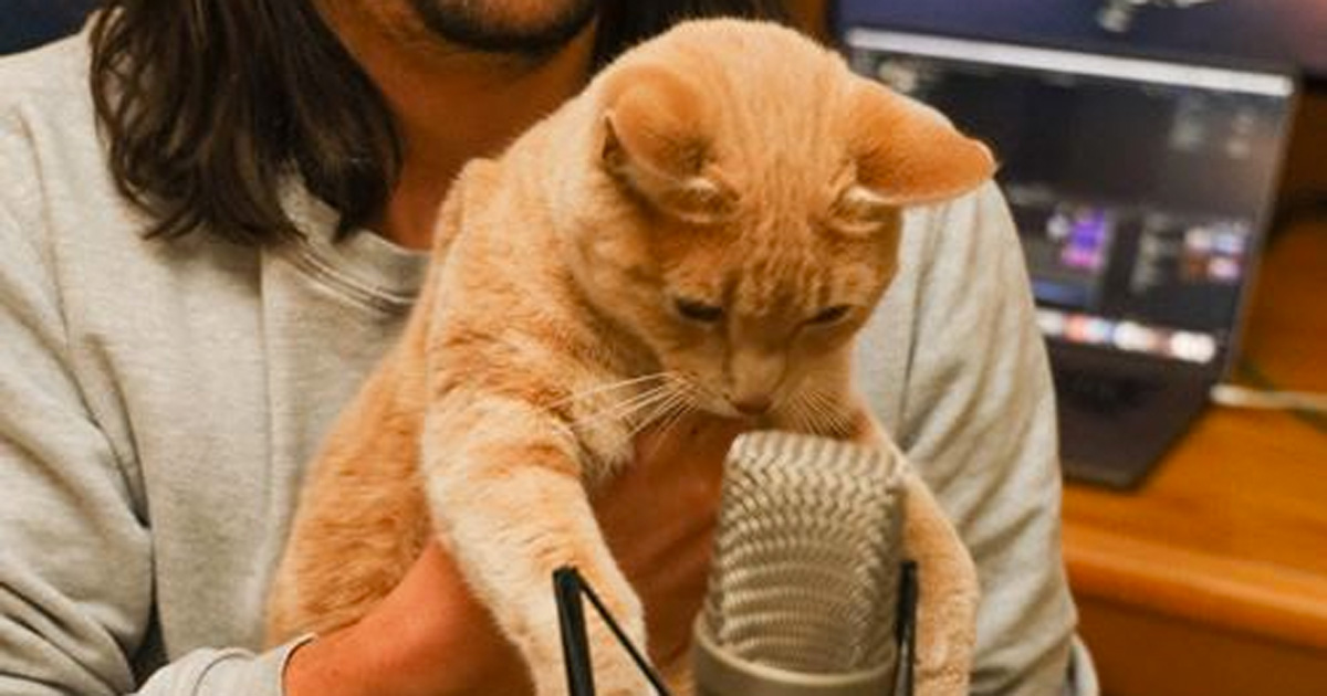 The Kiffness Creates a Cat Jams EP Which is 'Purrfect' for Sandton's SPCA