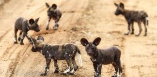 wild dogs get revenge