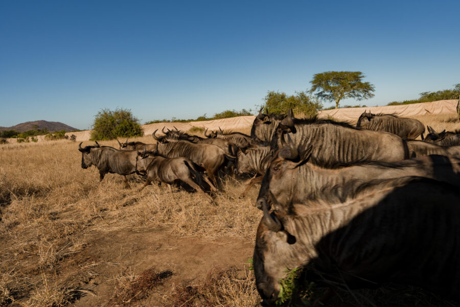 Wildebeest translocation KNP