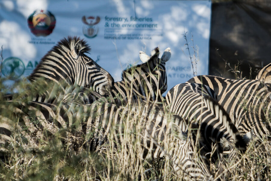 Zebra South Africa to Mozambique