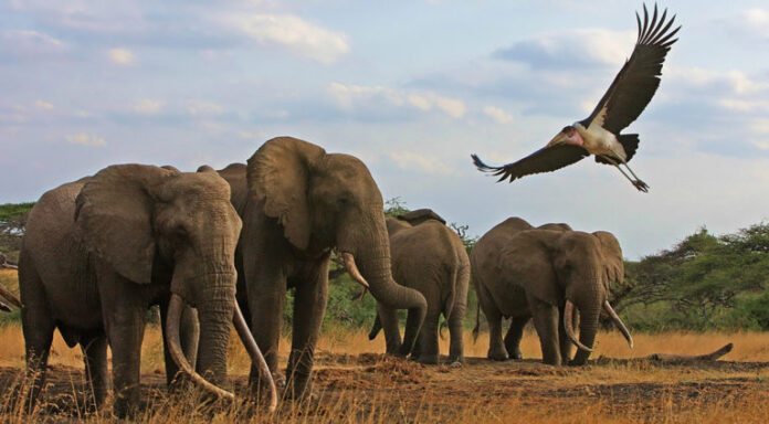 elephants day conact