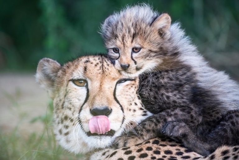 Endangered baby cheetah mother and cub,