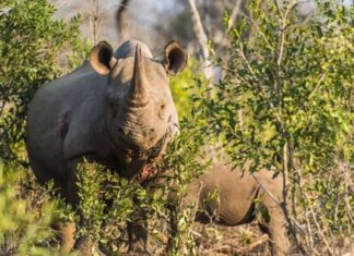 Black Rhino mother and calf, Mkhaya Game Reserve, Swaziland