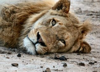 NSPCA Makes Shocking Discoveries at Yet Another Lion Farm in South Africa