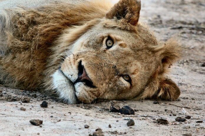 lion farm shocking nspca findings pix NSPCA Makes Shocking Discoveries at Yet Another Lion Farm in South Africa