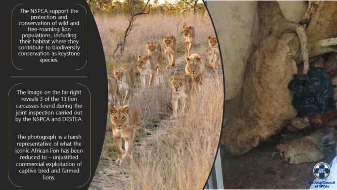 NSPCA’s Shocking Discoveries at Another Lion Farm in South Africa Pic: NSPCA