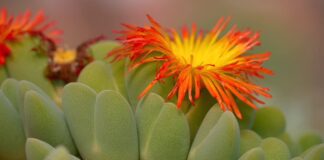 Now SA's Plants are Being Poached, Posing Severe Threat to Succulent Species