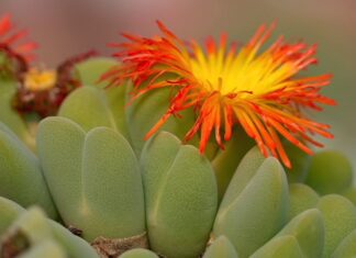 Now SA's Plants are Being Poached, Posing Severe Threat to Succulent Species