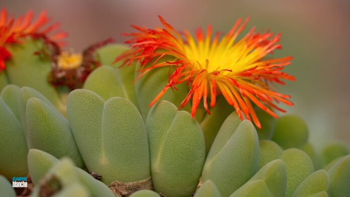 succulent poaching carte blanche Now SA's Plants are Being Poached, Posing Severe Threat to Succulent Species
