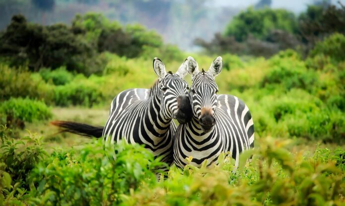 zebras cash less parks 12 National Parks in South Africa go Cash-Free from September